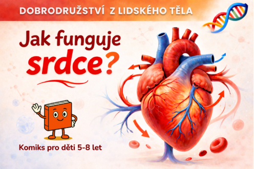 Obálka: Jak funguje srdce?